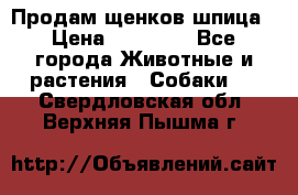 Продам щенков шпица › Цена ­ 20 000 - Все города Животные и растения » Собаки   . Свердловская обл.,Верхняя Пышма г.